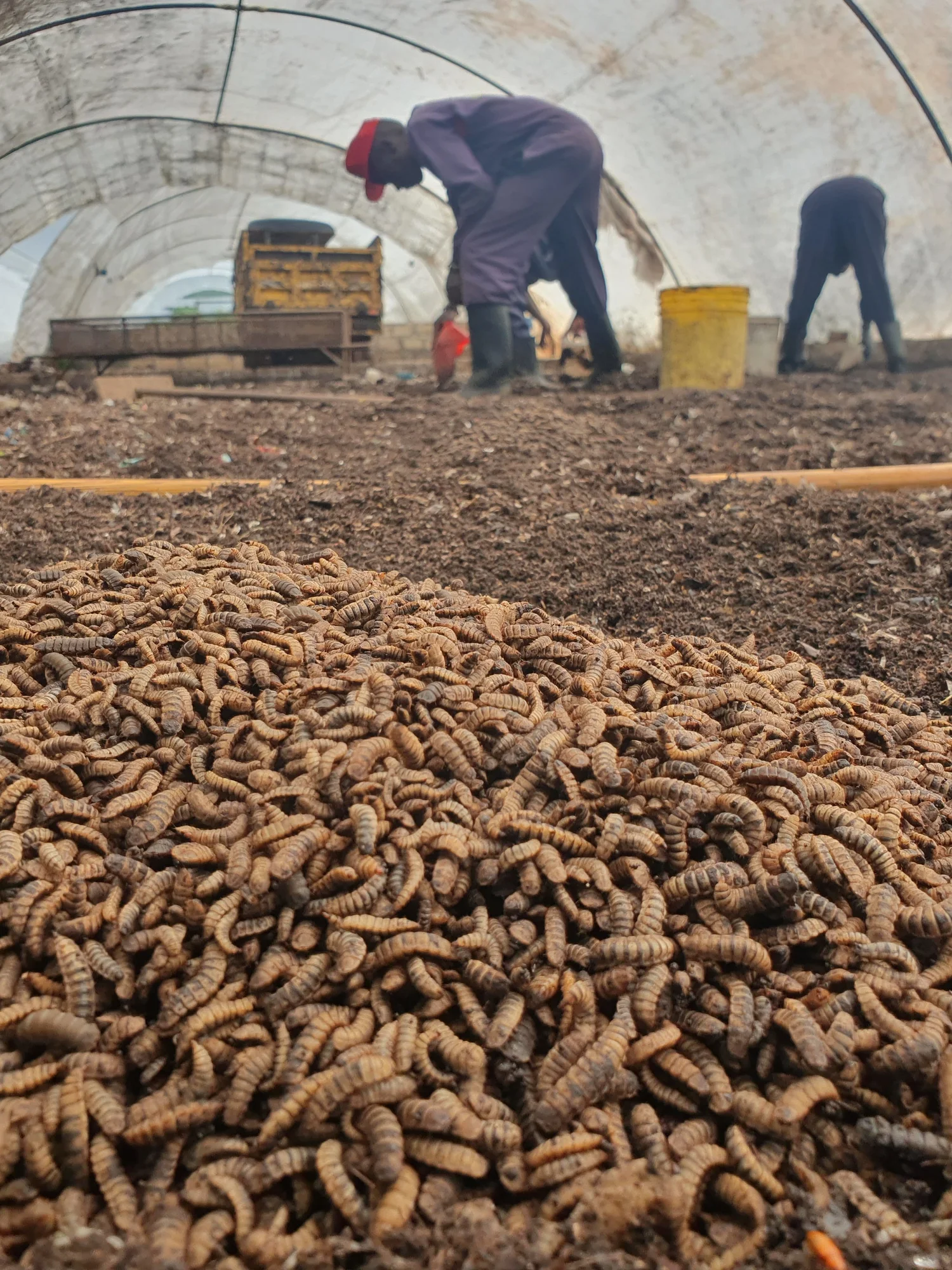 BSFL pile in Africa