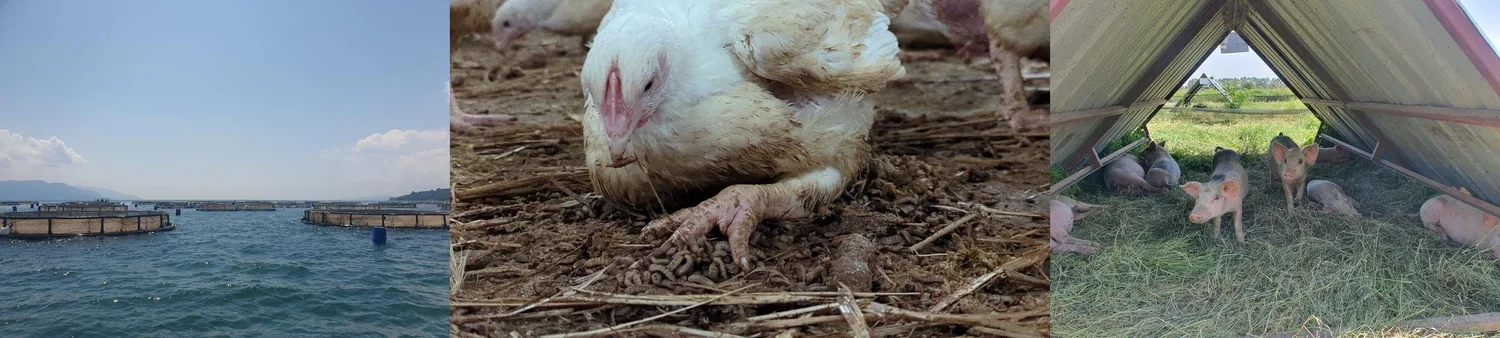 BSF fed to chickens, pigs and fish around the world