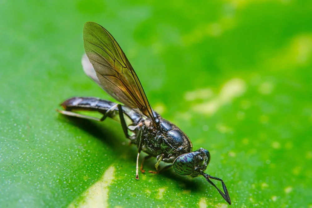 Black soldier fly in its natural environment